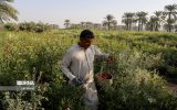 الگوی کشت تابستانه برای ۳۰۰ هزار هکتار اراضی کشاورزی خوزستان