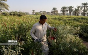 الگوی کشت تابستانه برای ۳۰۰ هزار هکتار اراضی کشاورزی خوزستان
