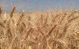 چه خبر از پرداخت مطالبات گندمکاران و کلزاکاران خوزستان؟ چه خبر از پرداخت مطالبات گندمکاران و کلزاکاران خوزستان؟