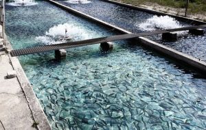 ۱۵ پروژه شیلاتی در خوزستان در دستور کار است