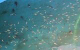 آغاز فصل رهاسازی بچه ماهیان بومی در خوزستان