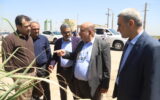 شکوفایی خوزستان با راه‌اندازی صنایع پایین دستی نیشکر