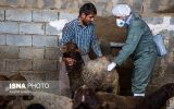 فعالیت ۹۲ اکیپ نظارتی دامپزشکی خوزستان در تاسوعا و عاشورای حسینی