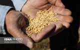 چه خبر از خرید گندم در خوزستان؟ چه خبر از خرید گندم در خوزستان؟
