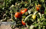 ممنوعیت صادرات گوجه‌فرنگی از مرزهای خوزستان