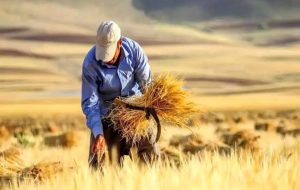 پرداخت ۶ همت از مطالبات گندمکاران خوزستانی