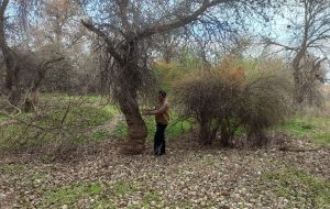 یک پژوهشگر: رویشگاه‌های کرانه‌رودی کرخه سپر دفاعی در برابر گرد و غبار هستند